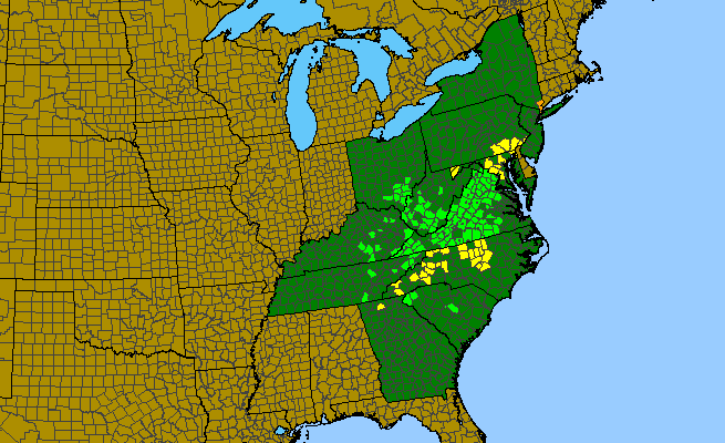 The range of Scutellaria serrata